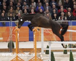 jumper Durano V (KWPN (Royal Dutch Sporthorse), 2008, from Canturano I)