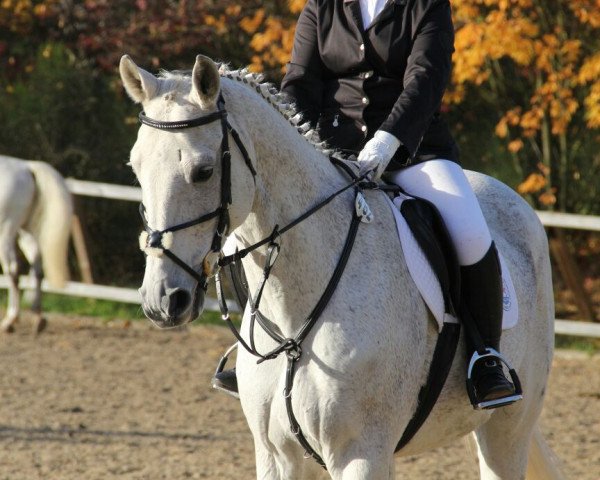 horse Cokino (Hanoverian, 2002, from Competent)