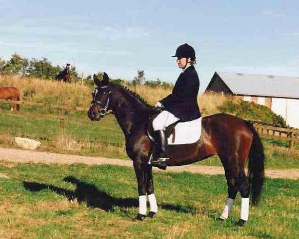 broodmare Vognmandgårdens Askepot (New Forest Pony, 1996, from Vognmandsgården Firelight) broodmare Vognmandgårdens Askepot (New Forest Pony, 1996, from Vognmandsgården Firelight)