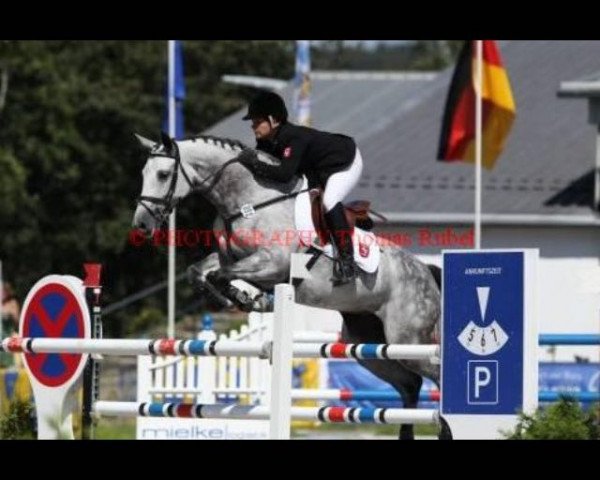 broodmare Chicoletta (Holsteiner, 2003, from Calato) broodmare Chicoletta (Holsteiner, 2003, from Calato)