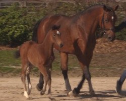 Pferd Stute von Bellini Royal (Westfale, 2017, von Bellini Royal)