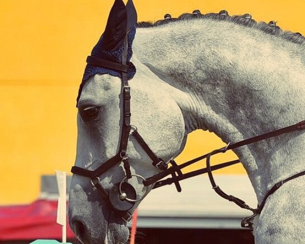 jumper Cedrik (Holsteiner, 2011, from Cassiano)