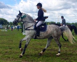 Springpferd Ciimaani (Deutsches Sportpferd, 2006, von Cassini II)