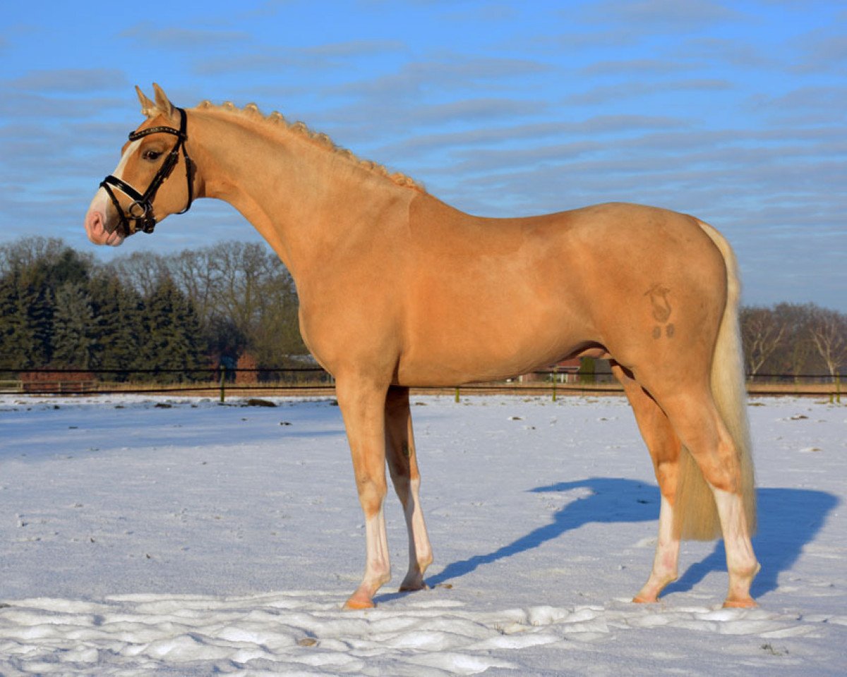 Dressurpferd Kastanienhof Manhattan (Deutsches Reitpony, 2013, von The Braes My Mobility)