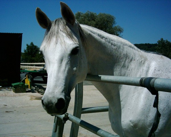 broodmare Jolanthe (Württemberger, 1992, from Unkensee)