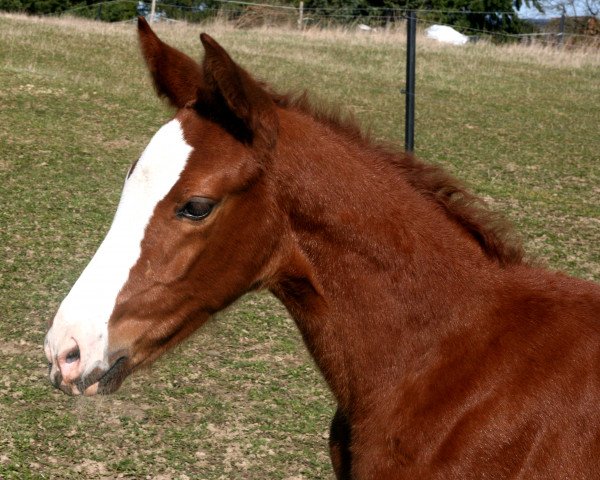 horse Keyla (Mecklenburg, 2017, from Kanndarco)