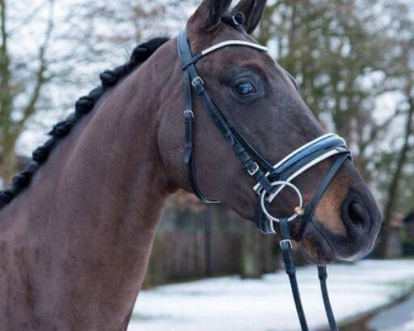 dressage horse Fürst Romantik B (Oldenburg, 2012, from Fürst Romancier)