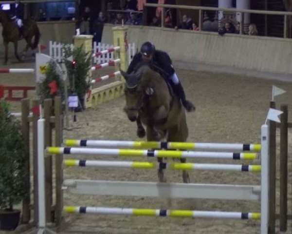 Springpferd Belantos (Württemberger, 2006, von Balou du Rouet)