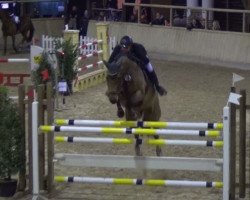 jumper Belantos (Württemberger, 2006, from Balou du Rouet)