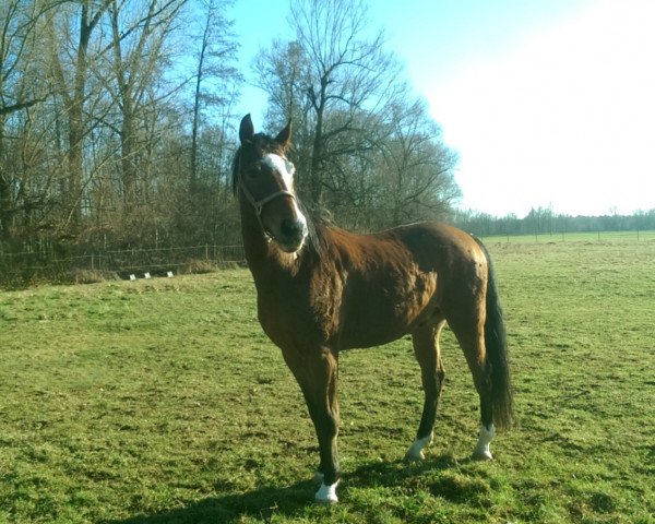 Springpferd Golden Macig (Hannoveraner, 2005, von Golden Graf)