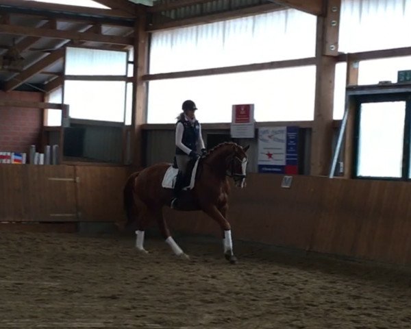 dressage horse Löwenherz 115 (Hanoverian, 2010, from Locksley II)