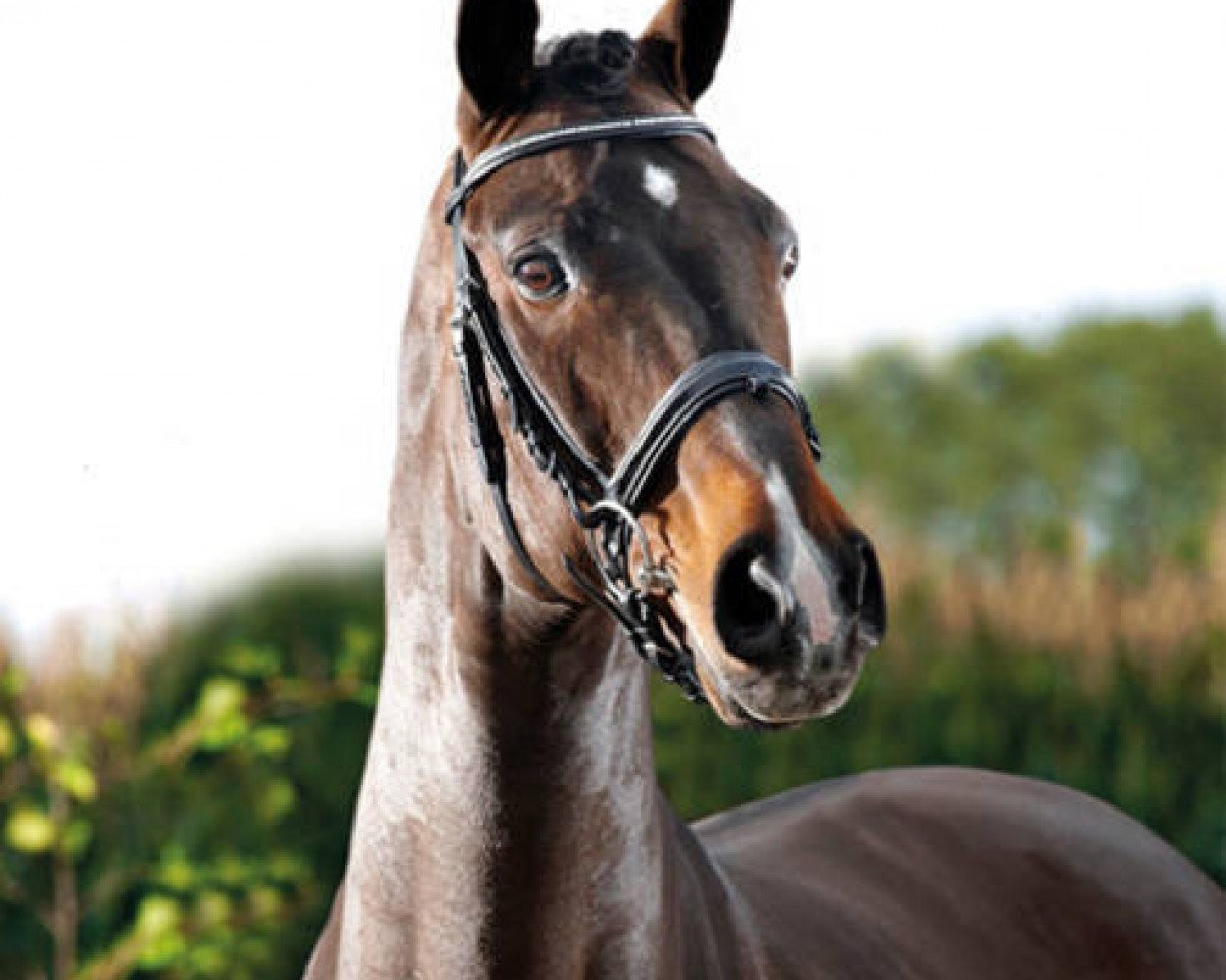 Deckhengst Gavi 6 (Hannoveraner, 1994, von Graf Grannus) - GAVI