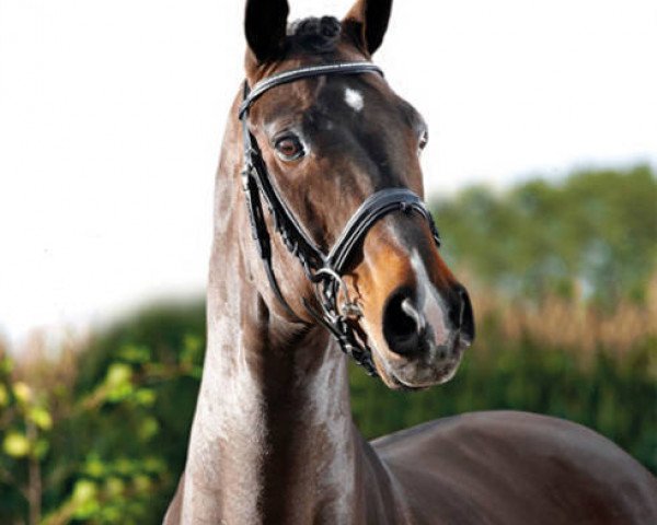 Hřebec Gavi 6 (Hannoverský, 1994, od Graf Grannus) - GAVI