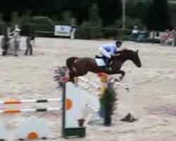 jumper Tagello (KWPN (Royal Dutch Sporthorse), 2000, from Burggraaf)