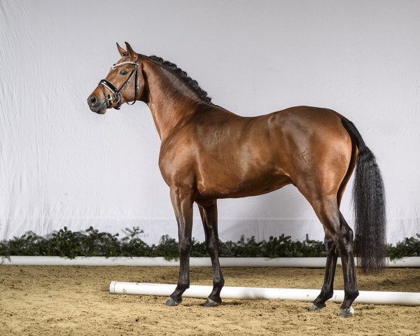 stallion D-Power AT (German Riding Pony, 2014, from Dance Star AT NRW)
