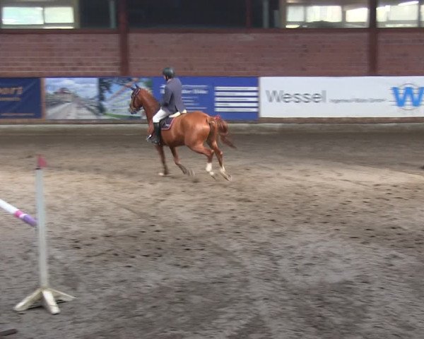 Reitturnier Hamburg-Friedrichshulde/Sylva Kuhrt 2019