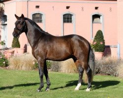 stallion FS New Look (German Riding Pony, 2014, from Fs Numero Uno)