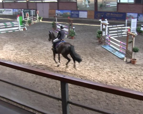 Reitturnier Hamburg-Friedrichshulde/Sylva Kuhrt 2019