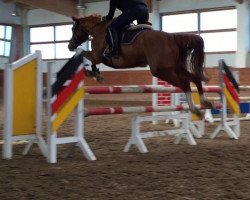 broodmare Quirina (German Sport Horse, 2011, from Quaterback)