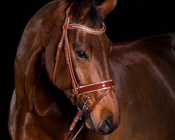 jumper Largo Peba (Oldenburg show jumper, 2008, from Lancado)