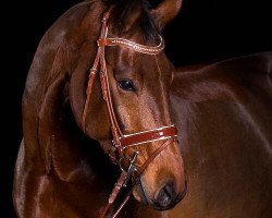 jumper Largo Peba (Oldenburg show jumper, 2008, from Lancado)