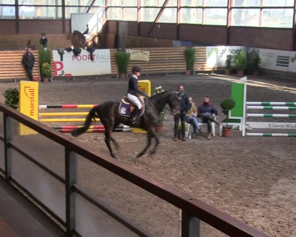 Reitturnier Hamburg-Friedrichshulde/Sylva Kuhrt 2019