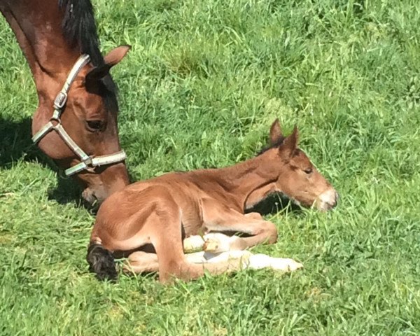 broodmare Lady 1763 (Westphalian, 2001, from Lanciano)