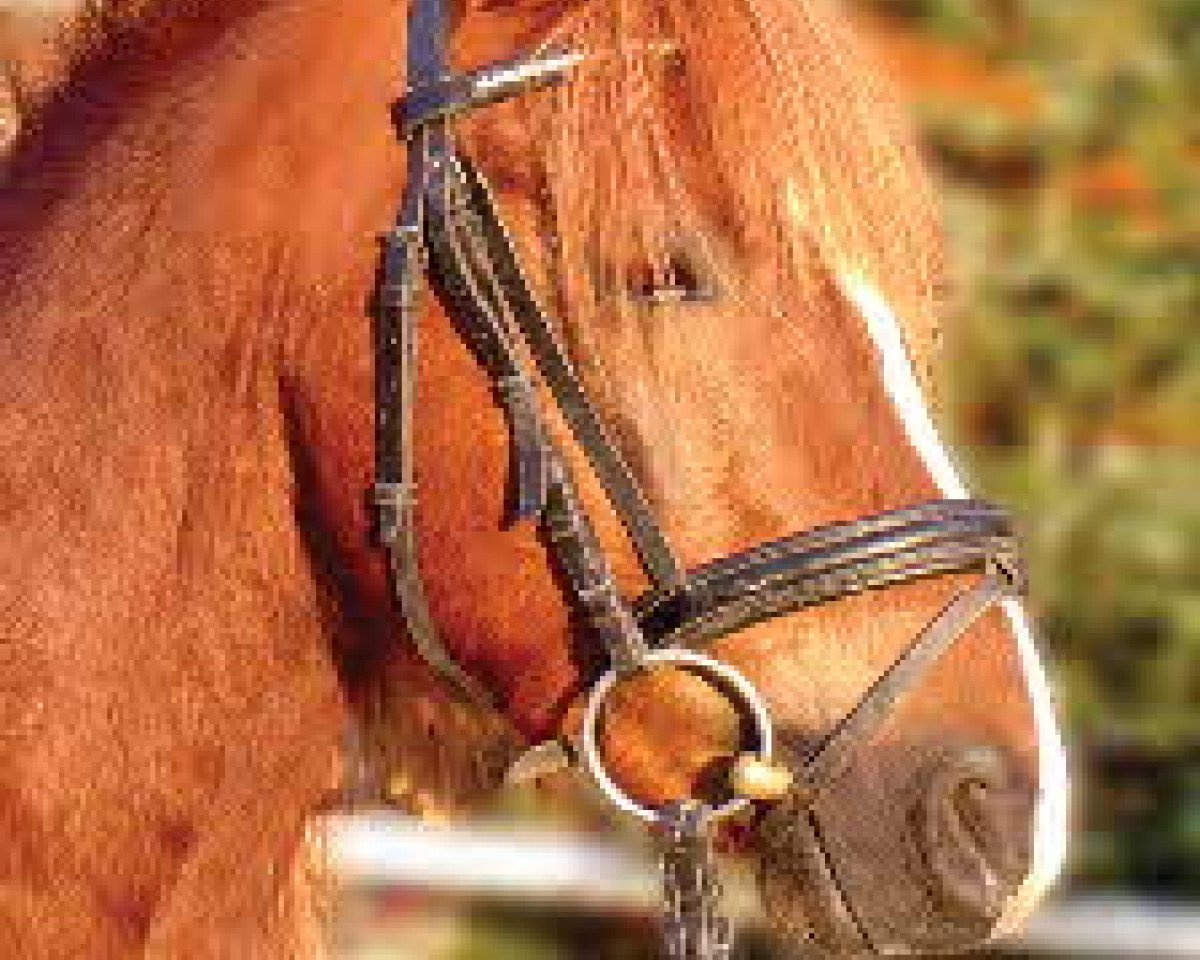 Deckhengst Sydney (Welsh Pony (Sek.B), 2000, von Schwalmprinz)