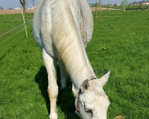 broodmare Romantika (Oldenburg, 1994, from Donnerhall)