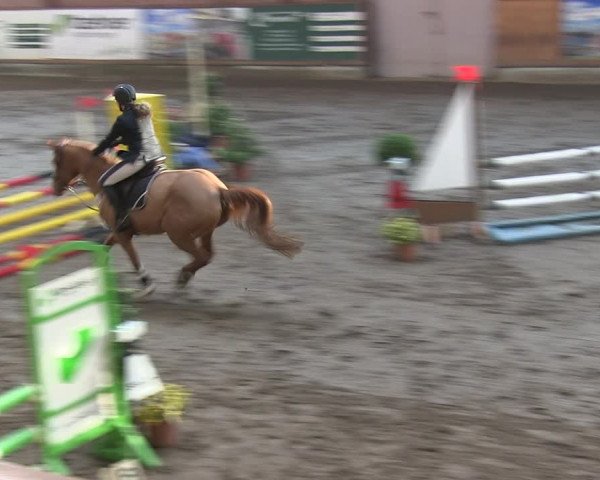 Reitturnier Hamburg-Friedrichshulde/Sylva Kuhrt 2019