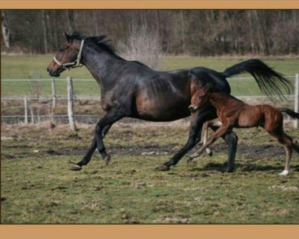 broodmare Glenturret xx (Thoroughbred, 1994, from Big Shuffle xx)