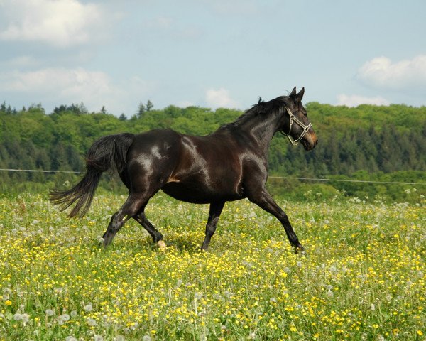 Pferd Ragazza (Deutsches Reitpferd, 1999, von Rodgau) Pferd Ragazza (Deutsches Reitpferd, 1999, von Rodgau)