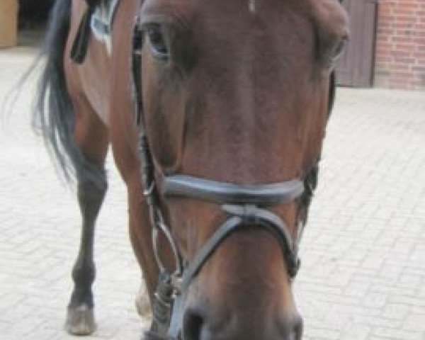 horse Racker 74 (Bavarian, 1987, from Raphael)