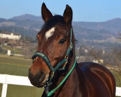 Klacz hodowlana Felina (Austriacki Warmblut, 2009, od Weltglanz)