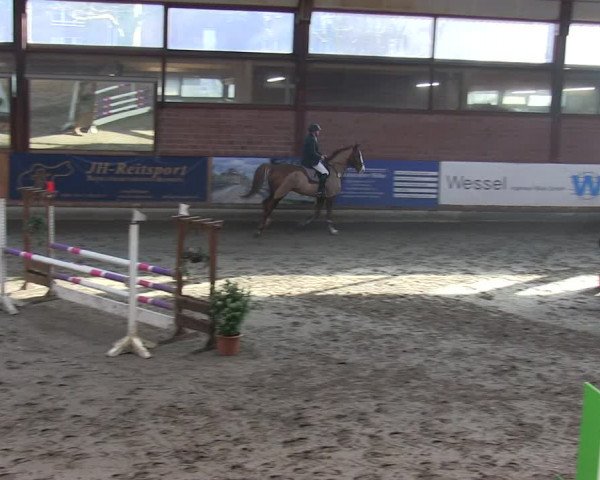 Reitturnier Hamburg-Friedrichshulde/Sylva Kuhrt 2019