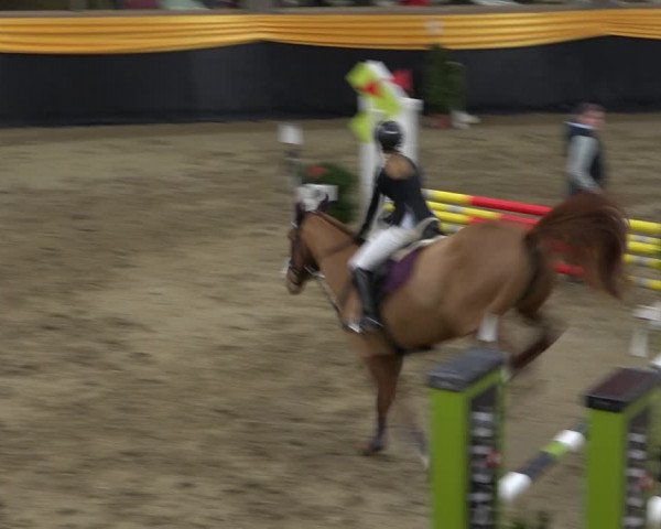 Reitturnier Erlen 2019