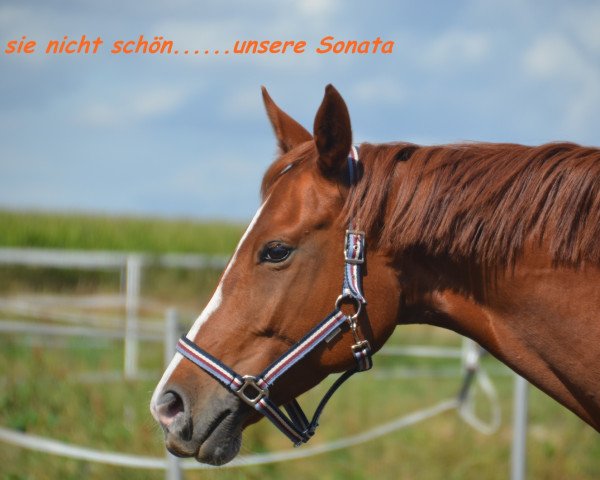 broodmare Sonata 24 (German Sport Horse, 2009, from Sommerhit)