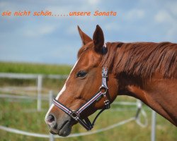 broodmare Sonata 24 (German Sport Horse, 2009, from Sommerhit)