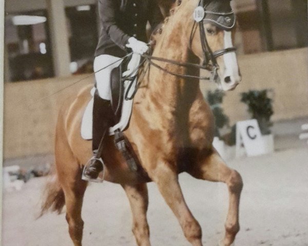 Dressurpferd Lacapo 12 (Oldenburger, 2009, von Laureano)
