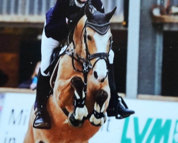 broodmare Aida Gold (German Riding Pony, 2012, from The Braes My Mobility)