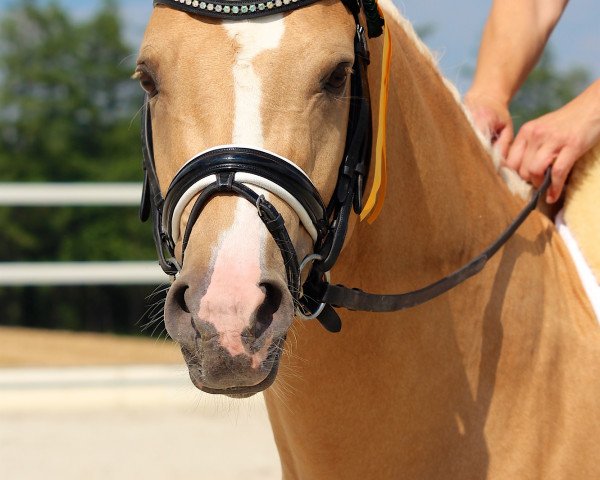 stallion Créme Caramel L (German Riding Pony, 2013, from Caramel FH WE)
