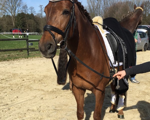 broodmare Faible (Rhinelander, 2009, from Fürst Piccolo)