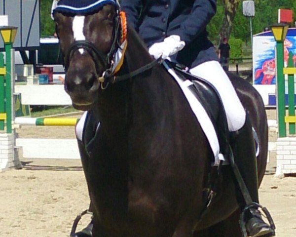 Dressurpferd Polly 424 (Schlesier, 2009, von Bulat)
