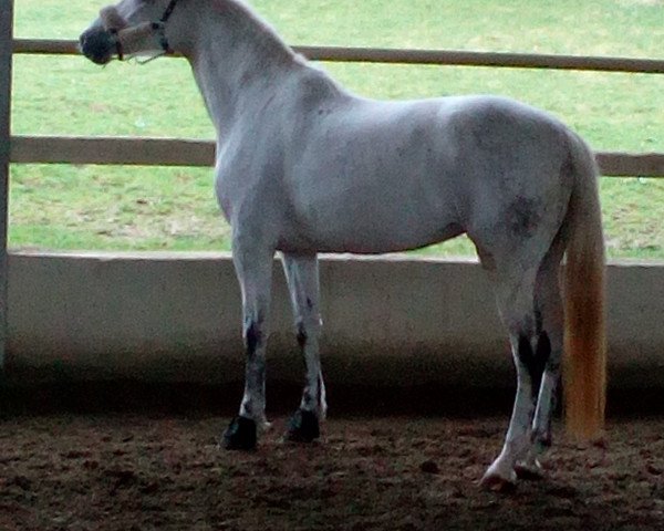 horse Concalet (Holsteiner, 2006, from Cristo)