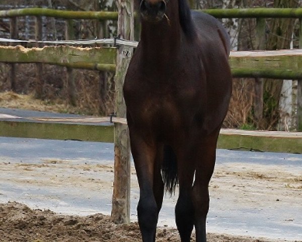 Zuchtstute Jazz Sandra II (Oldenburger, 2016, von Jazzman)