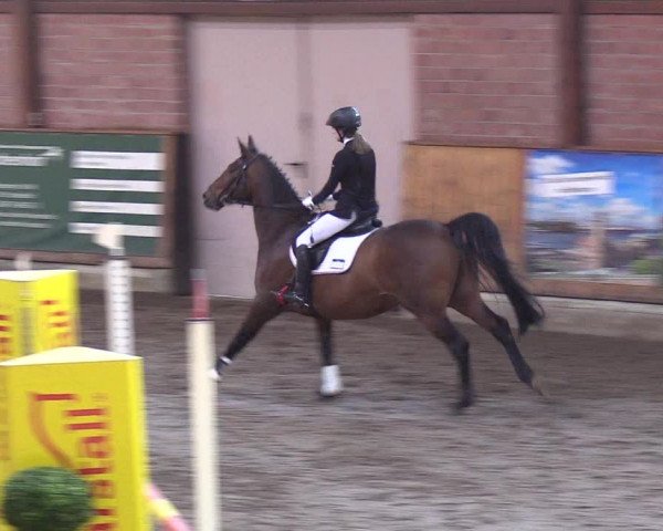 Reitturnier Hamburg-Friedrichshulde/Sylva Kuhrt 2019