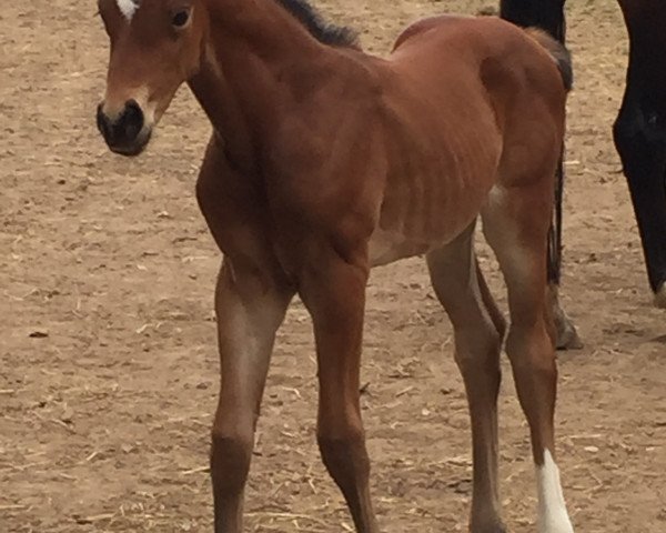 broodmare Diva Da (Hanoverian, 2015, from Dimaggio)