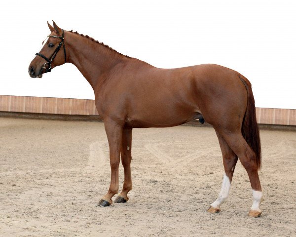 Stallion VDL Iowa (KWPN (Dutch Warmblood), 2012, from Indoctro)