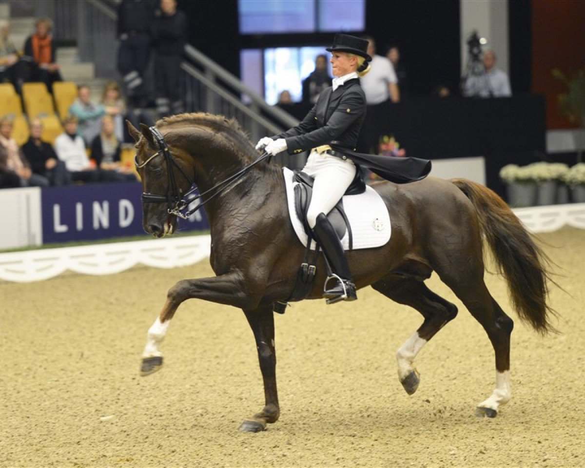 stallion Skovens Rafael (Danish Warmblood, 2004, from Blue Hors Romanov)