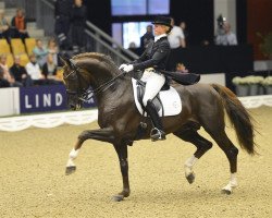 stallion Skovens Rafael (Danish Warmblood, 2004, from Blue Hors Romanov)